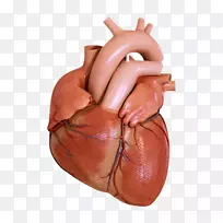 ����������Ľ��������ѧ-����-������