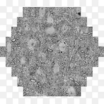 Ԫ�����ڱ���ѧ����������ѧ-������