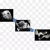 狗下巴桌面壁纸鼻子医学成像.狗-空若网 狗下巴桌面壁纸鼻子医学成像.狗-空若网
