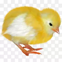 鸡博客复活节剪贴画-鸡-空若网 鸡博客复活节剪贴画-鸡-空若网