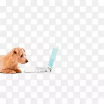 狗鼻子杂交小狗-空若网 狗鼻子杂交小狗-空若网