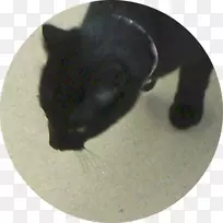 ����è���Ӻ�è-������