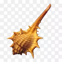 ����adobe��ͼ-��������-������