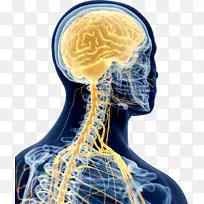 普通摄影脊柱颈椎系统-空若网 普通摄影脊柱颈椎系统-空若网