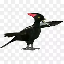 喙类动物羽毛-空若网 喙类动物羽毛-空若网