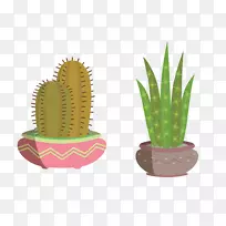 仙人掌科植物-法盆栽仙人掌-空若网 仙人掌科植物-法盆栽仙人掌-空若网