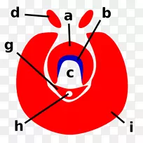 昆虫嘴前蚊虫下颌骨昆虫-空若网 昆虫嘴前蚊虫下颌骨昆虫-空若网
