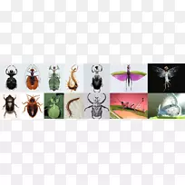 昆虫节肢动物外骨骼传粉者-空若网 昆虫节肢动物外骨骼传粉者-空若网