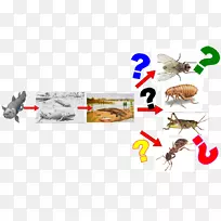 蜜蜂昆虫-空若网 蜜蜂昆虫-空若网