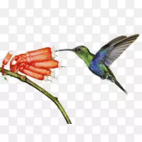 蜂鸟轻型动物鸟-空若网 蜂鸟轻型动物鸟-空若网