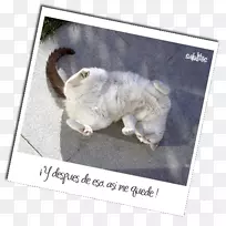 胡须猫纸杯蛋糕毛皮猫-空若网 胡须猫纸杯蛋糕毛皮猫-空若网