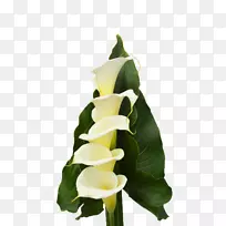 花卉设计胼胝花切花植物茎设计-空若网 花卉设计胼胝花切花植物茎设计-空若网