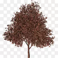 ÇïÊ÷-¿ÕÈôÍø ÇïÊ÷-¿ÕÈôÍø