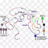 ֱ�ߵ���-������