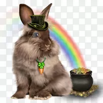 家养野兔生日派对-兔子-空若网 家养野兔生日派对-兔子-空若网