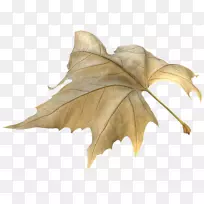 叶图形软件-叶-空若网 叶图形软件-叶-空若网