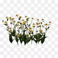 变黑苏珊-空若网 变黑苏珊-空若网