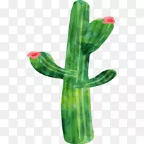 仙人掌科水彩画植物水彩仙人掌-空若网 仙人掌科水彩画植物水彩仙人掌-空若网