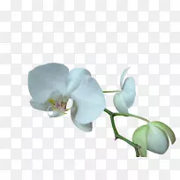 �ɶ��������Ͳ廨����-��-������