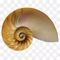 密码:支配艺术、自然和科学的神秘公式黄金部分:大自然最大的秘密书黄金比例:艺术、自然和科学书籍中的哲学。-空若网 密码:支配艺术、自然和科学的神秘公式黄金部分:大自然最大的秘密书黄金比例:艺术、自然和科学书籍中的哲学。-空若网