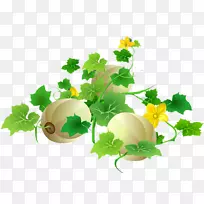 甜瓜下载-甜瓜-空若网 甜瓜下载-甜瓜-空若网