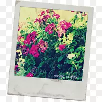 ������ƴ��л���-������