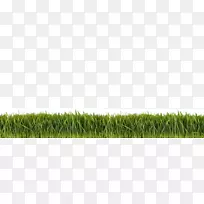 ÉÁ¿¨Ñ§Ï°²Ý±¾×÷Îï²Ýƺ²Ý×é-¿ÕÈôÍø ÉÁ¿¨Ñ§Ï°²Ý±¾×÷Îï²Ýƺ²Ý×é-¿ÕÈôÍø