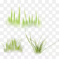 麦草、香根草、桌面壁纸、电脑草本植物.砂砾碎屑-空若网 麦草、香根草、桌面壁纸、电脑草本植物.砂砾碎屑-空若网