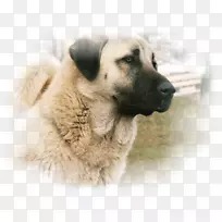安纳托利亚牧羊犬-空若网 安纳托利亚牧羊犬-空若网