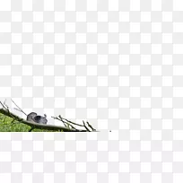 昆虫鞋天-空若网 昆虫鞋天-空若网