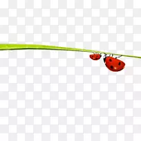 昆虫叶下载昆虫-叶上的昆虫-空若网 昆虫叶下载昆虫-叶上的昆虫-空若网