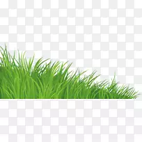 草坪剪贴画-绿草-空若网 草坪剪贴画-绿草-空若网