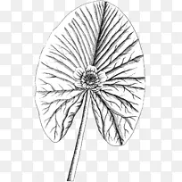 �������������Գ�ͼ����-������