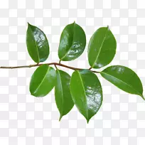 树枝无花果树插花艺术树-空若网 树枝无花果树插花艺术树-空若网