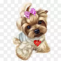 猫科小狗约克郡犬-猫-空若网 猫科小狗约克郡犬-猫-空若网