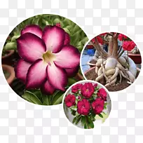 切花波尔多开花植物全球环境设施-空若网 切花波尔多开花植物全球环境设施-空若网