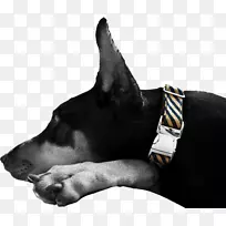 澳大利亚海带狗项圈小狗品种-小狗-空若网 澳大利亚海带狗项圈小狗品种-小狗-空若网