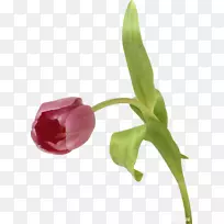 郁金香花数码影像-郁金香-空若网 郁金香花数码影像-郁金香-空若网