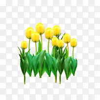 郁金香黄花-黄郁金香花-空若网 郁金香黄花-黄郁金香花-空若网