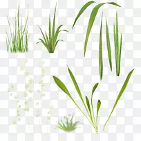 植物茎草本植物剪贴画鲜草-空若网 植物茎草本植物剪贴画鲜草-空若网