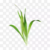 水生植物下载剪贴画-草-空若网 水生植物下载剪贴画-草-空若网