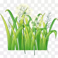 蒲公英-绿色蒲公英-空若网 蒲公英-绿色蒲公英-空若网