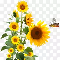 祝你幸福-YouTube-空若网 祝你幸福-YouTube-空若网