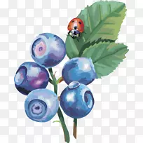 越橘素描夹艺术-灯笼水果蓝莓果实蓝莓-空若网 越橘素描夹艺术-灯笼水果蓝莓果实蓝莓-空若网