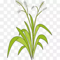 ����л���ֲ�ﾥ��Ҷ��-Ҷ-������