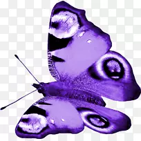 �����������ʦ-��ɫ����-������