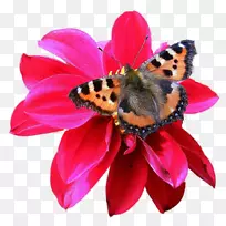 昆虫蝴蝶和飞蛾剪贴画.红色菊花蝴蝶-空若网 昆虫蝴蝶和飞蛾剪贴画.红色菊花蝴蝶-空若网