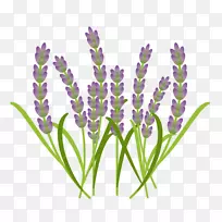 Ó¢¹úÞ¹Ò²ݷ¨¹úÞ¹Ò²ݷ¼ÏãÁÆ·¨ÕҶֽƤ-¿ÕÈôÍø Ó¢¹úÞ¹Ò²ݷ¨¹úÞ¹Ò²ݷ¼ÏãÁÆ·¨ÕҶֽƤ-¿ÕÈôÍø