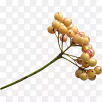 浆果奥格里斯摄影剪贴画-秋收-空若网 浆果奥格里斯摄影剪贴画-秋收-空若网