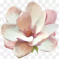 玉兰花-空若网 玉兰花-空若网